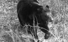 Black bear in a field